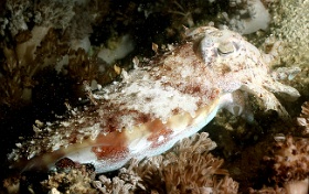 Komodo 2016 - Broadclub cuttlefish - Seiche - Sepia latimanus - IMG_6677_rc